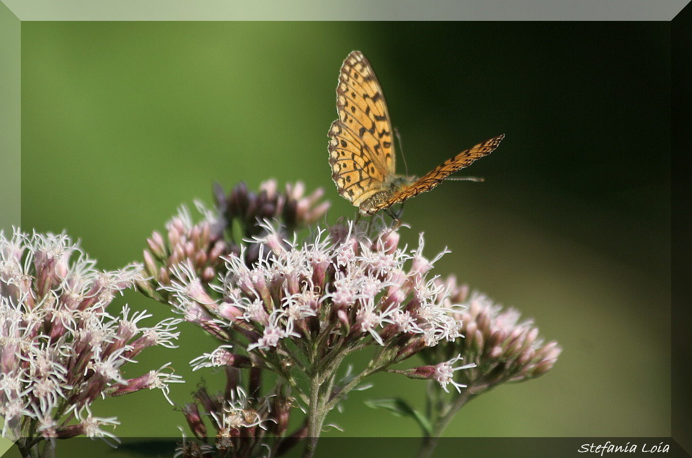 id 1 - Boloria (Clossiana) selene